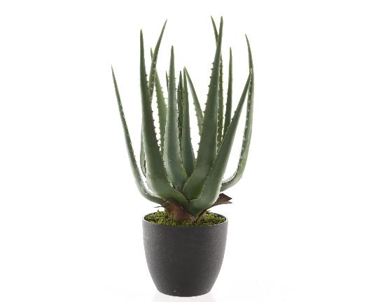 MÛVIRÁG ALOE VERA CSERÉPBEN 40CM 802104