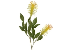 SELYEM BANKSIA 80CM 891221