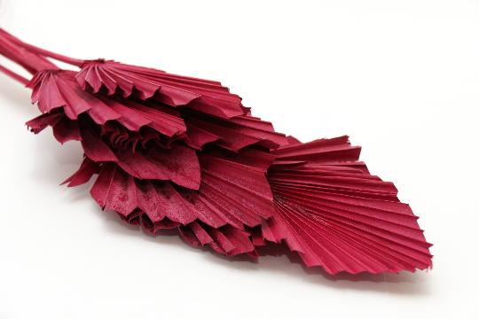 SZÁRAZ PÁLMALEVÉL BORDÓ