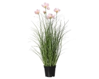 MÛVIRÁG COSMOS CSERÉPBEN 60CM 889992