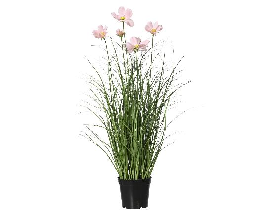 MÛVIRÁG COSMOS CSERÉPBEN 60CM 889992
