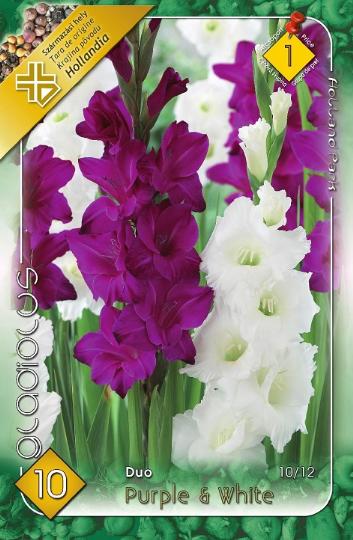 VIRÁGHAGYMA KARDVIRÁG PURPLE-WHITE X10 1-ES ÁRCS.