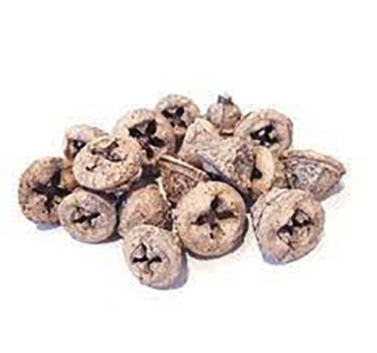 SZÁRAZ EUKALIPTUSZ GOMB FALFESTETT NARANCS