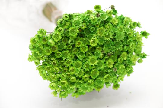 SZÁRAZ GLIXIA VILÁGOSZÖLD