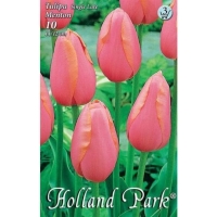 VIRÁGHAGYMA TULIPÁN MENTON X7 3-AS ÁCS