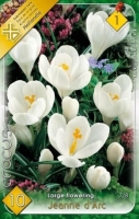 VIRÁGHAGYMA CROCUS WHITE 1-ES ÁRCSOPORT