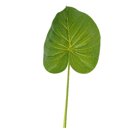 SELYEM TRÓPUSI LEVÉL 75CM ZÖLD DD69107