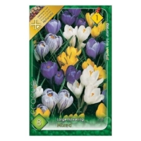 VIRÁGHAGYMA CROCUS MIXED X8 1-ES ÁCS.