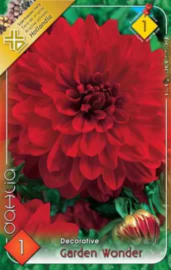 VIRÁGHAGYMA DÁLIA GARDEN WONDER X1 1-ES ÁRCSOPORT