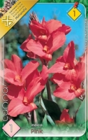 VIRÁGHAGYMA CANNA PINK X1 1-ES ÁRCSOPORT
