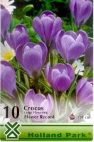 VIRÁGHAGYMA CROCUS PURPLE 1-ES ÁRCSOPORT