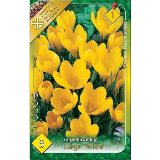 VIRÁGHAGYMA CROCUS LARGE YELLOW X8 1-ES ÁCS.
