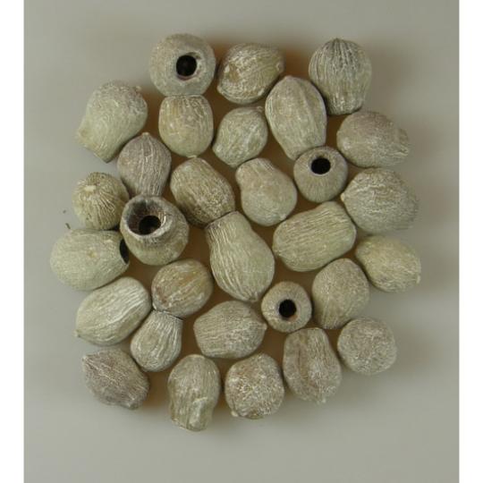 SZARAZ BELL GUM ZUZMARAS