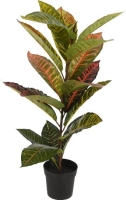 SELYEM CROTON CSERÉPBEN 65CM 040896