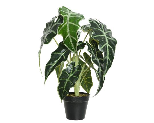 SELYEM ALOCASIA 50CM ZÖLD 801000