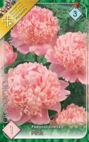 VIRÁGHAGYMA PEÓNIA PINK X1 3-AS ÁRCSOPORT