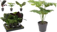 MÛVIRÁG CALATHEA MIX 673137/373454