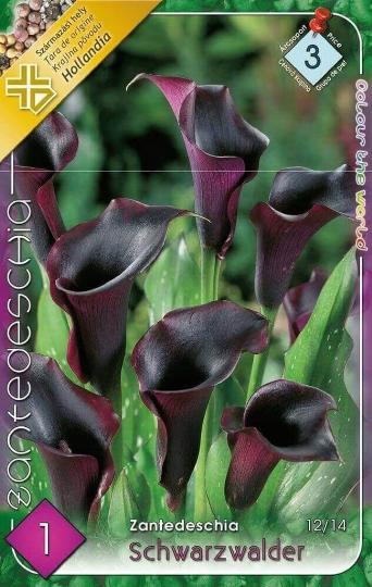 VIRÁGHAGYMA CALLA SCHWARZWALDER 3-AS ÁCS