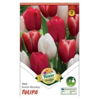 VIRÁGHAGYMA TULIPÁN TRIO EASTER MONDAY X6 2-ES