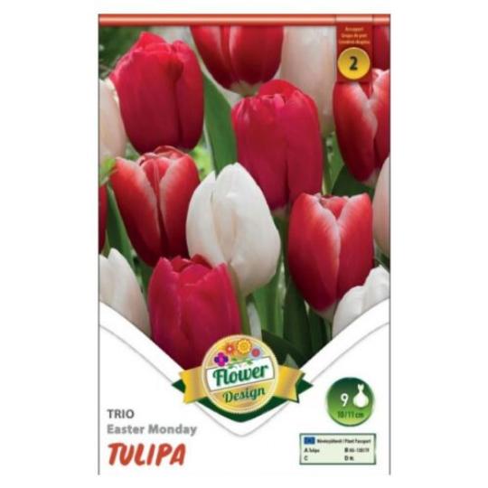 VIRÁGHAGYMA TULIPÁN TRIO EASTER MONDAY X6 2-ES