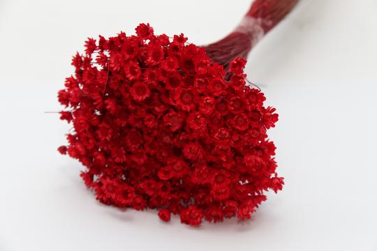 SZÁRAZ GLIXIA PIROS