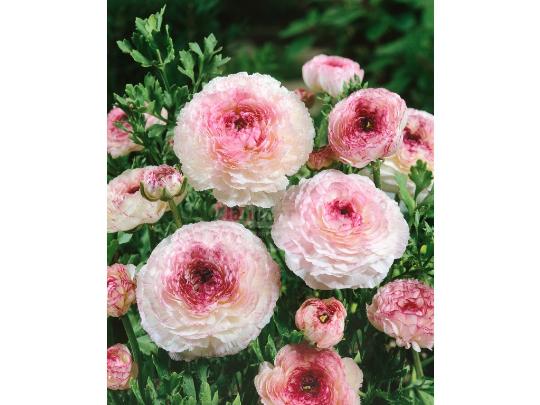 VIRÁGHAGYMA RANUNCULUS PICOTEE PINK X10 2-ES ÁRCSOPORT