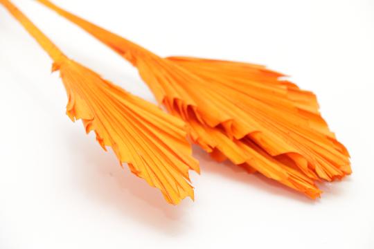 SZÁRAZ PÁLMALEVÉL NARANCS