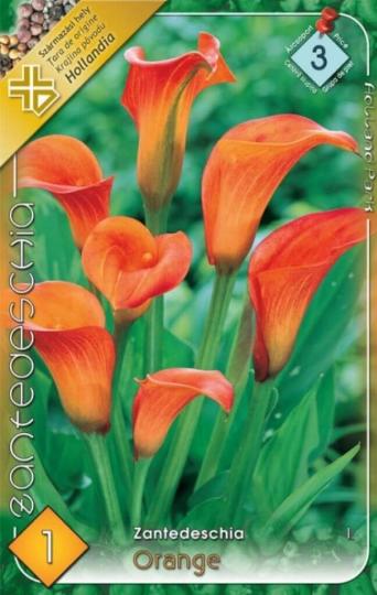VIRÁGHAGYMA CALLA ORANGE 3-AS ÁCS.