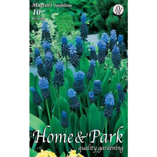 VIRÁGHAGYMA MUSCARI LATIFOLIUM X10 0-ÁCS.